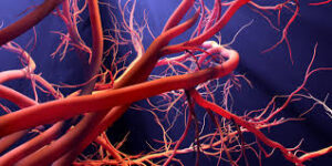 What is Microcirculation?