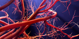 What is Microcirculation?